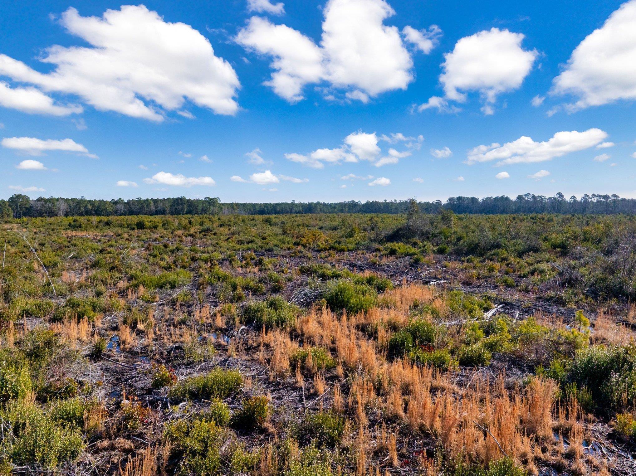 Fifteen Mile Bay Road Nichols, SC 29581 - Photo 14 of 22