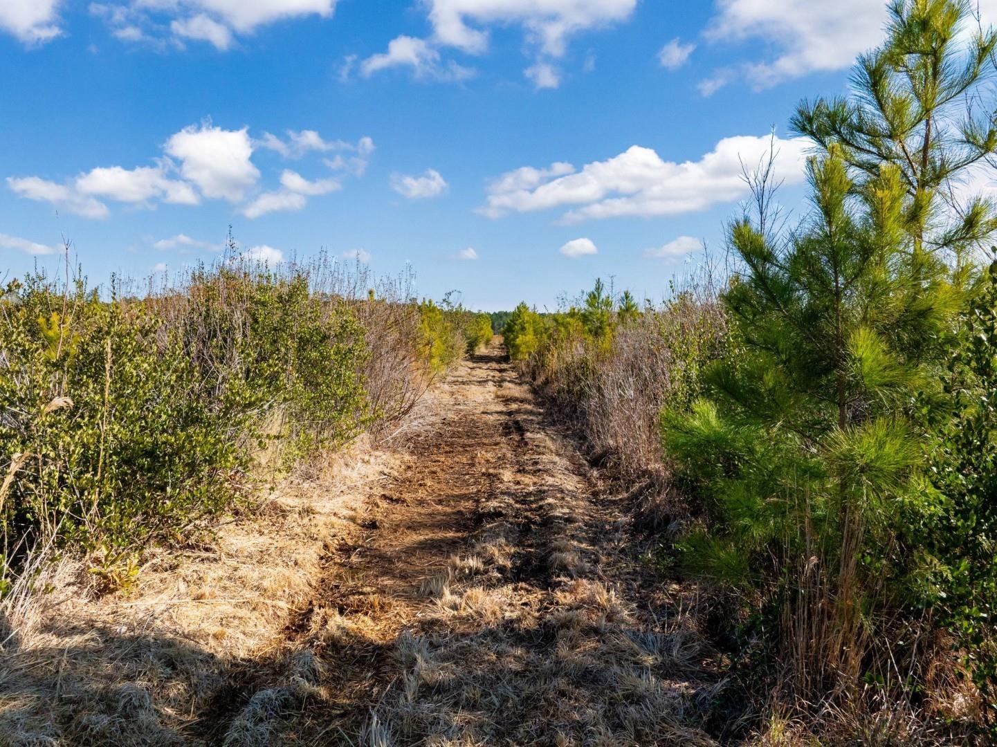 Fifteen Mile Bay Road Nichols, SC 29581 - Photo 15 of 22