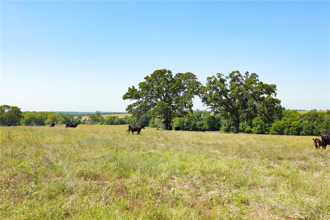 305 County Road 305 Navasota, TX 77868 - Photo 10 of 21 a view of an outdoor space and a yard