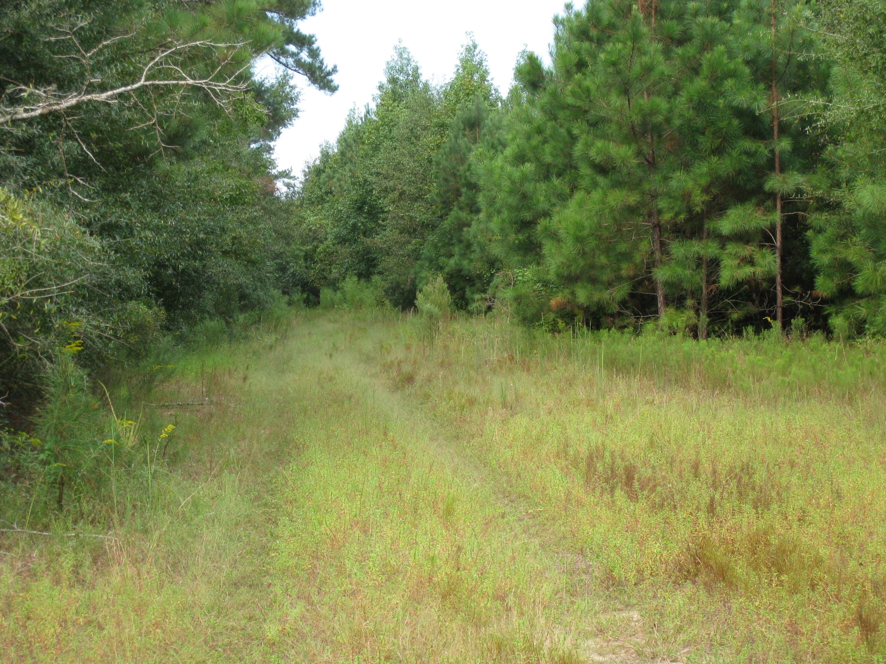 500 Depot Road Cottageville, SC 29435 - Photo 1 of 1 IMG_0753