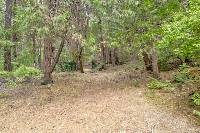 a plant that is in the forest