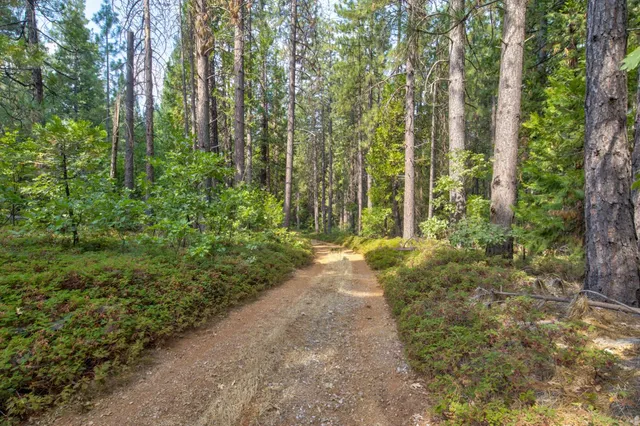 a view of a pathway both side of yard