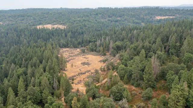 a view of a lush green forest with a lake and mountain view
