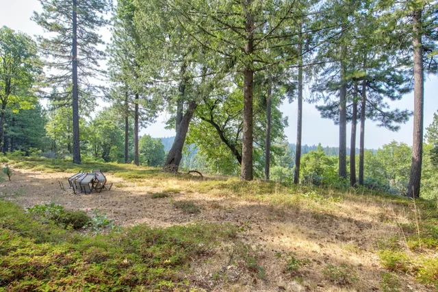 a view of a yard with plants and trees