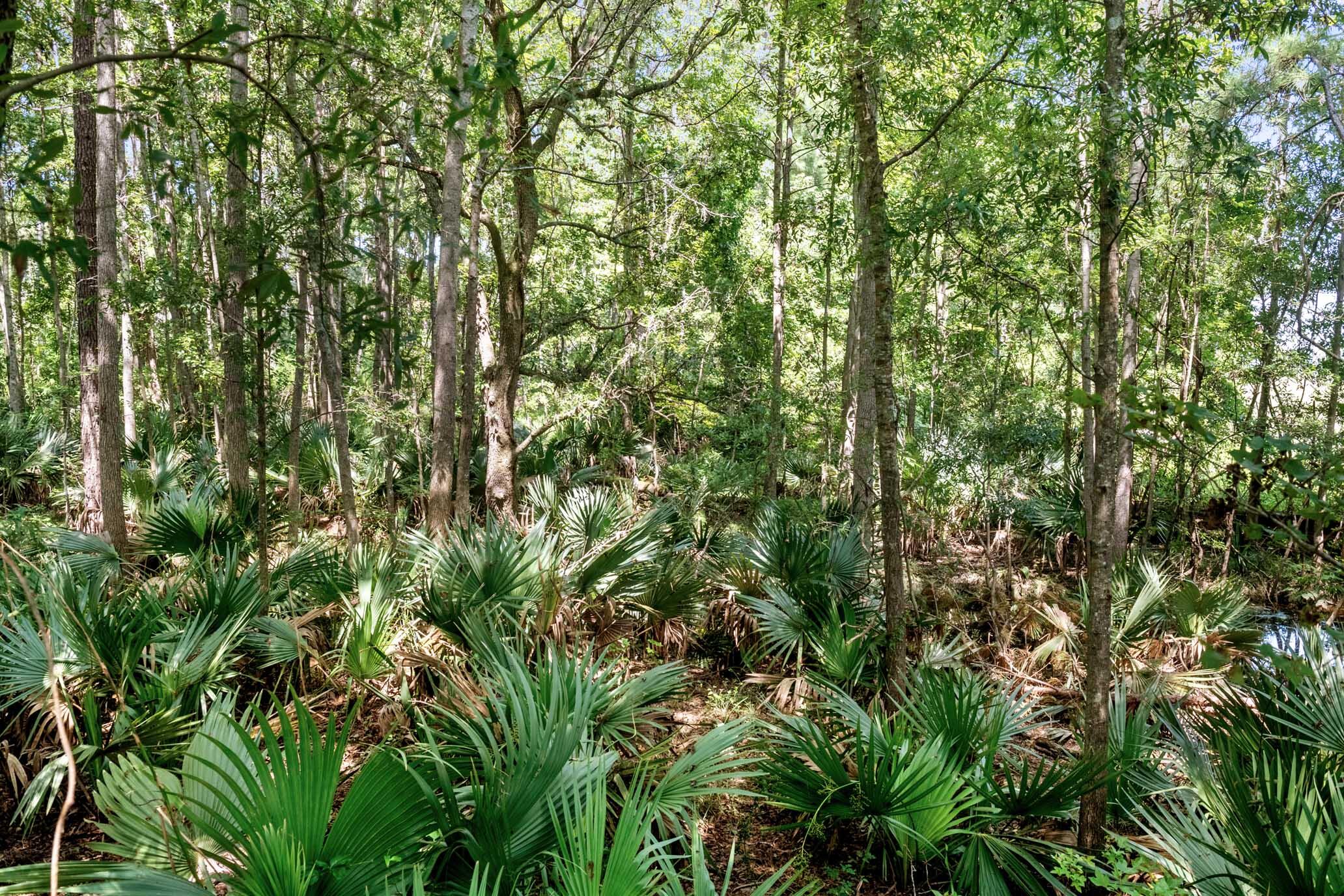 730 State Rd S-27-175 Ridgeland, SC 29936 - Photo 37 of 51 HFL_MAXFIELD PLANTATION-38