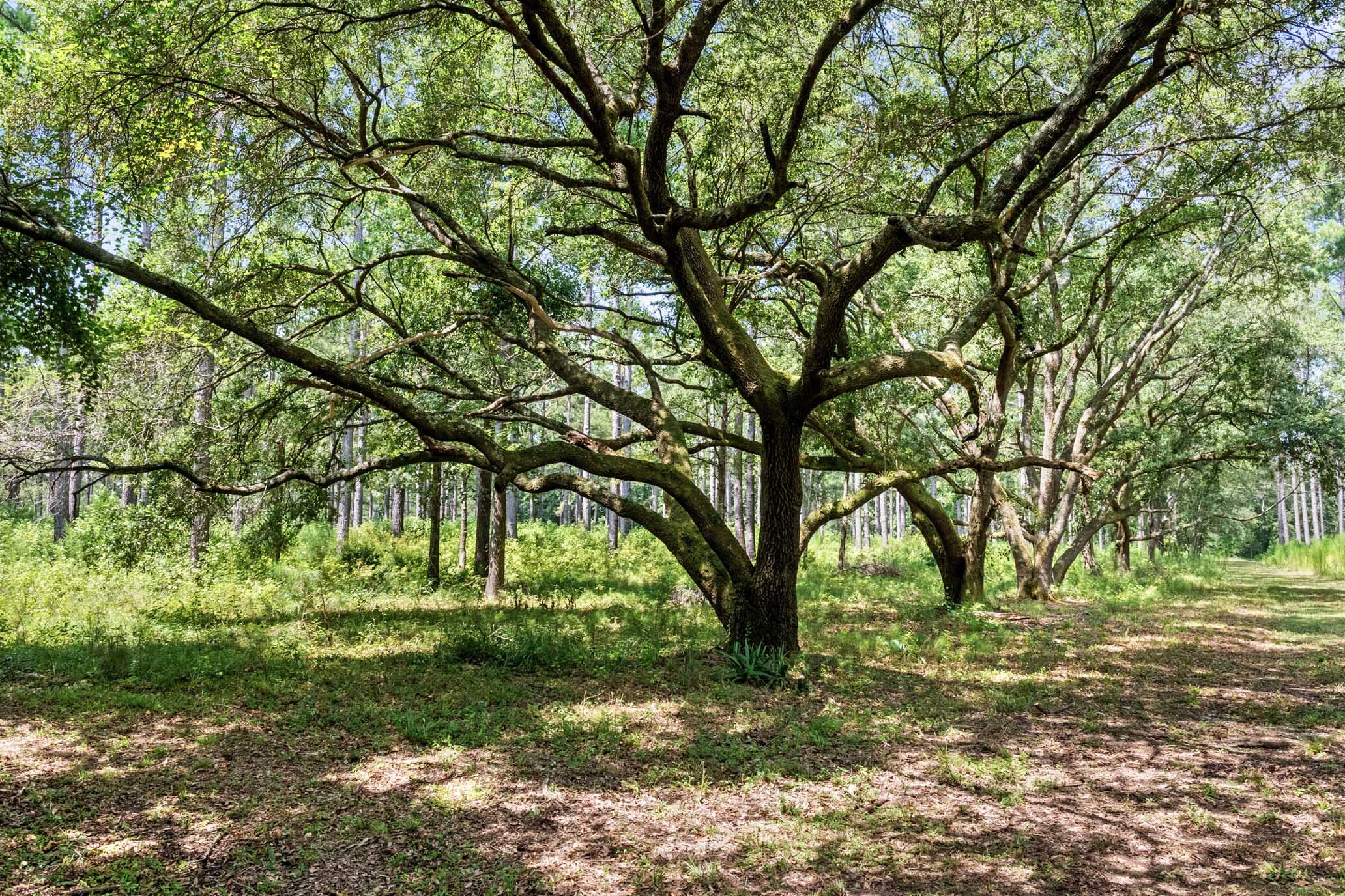 730 State Rd S-27-175 Ridgeland, SC 29936 - Photo 40 of 51 HFL_MAXFIELD PLANTATION-45