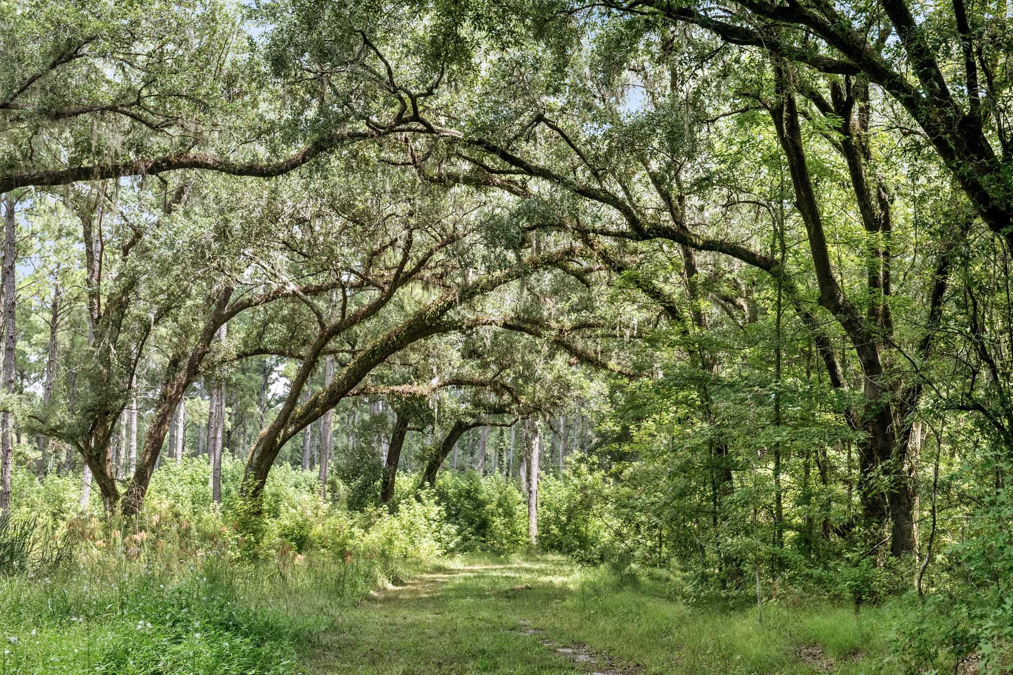 730 State Rd S-27-175 Ridgeland, SC 29936 - Photo 46 of 51 HFL_MAXFIELD PLANTATION-56