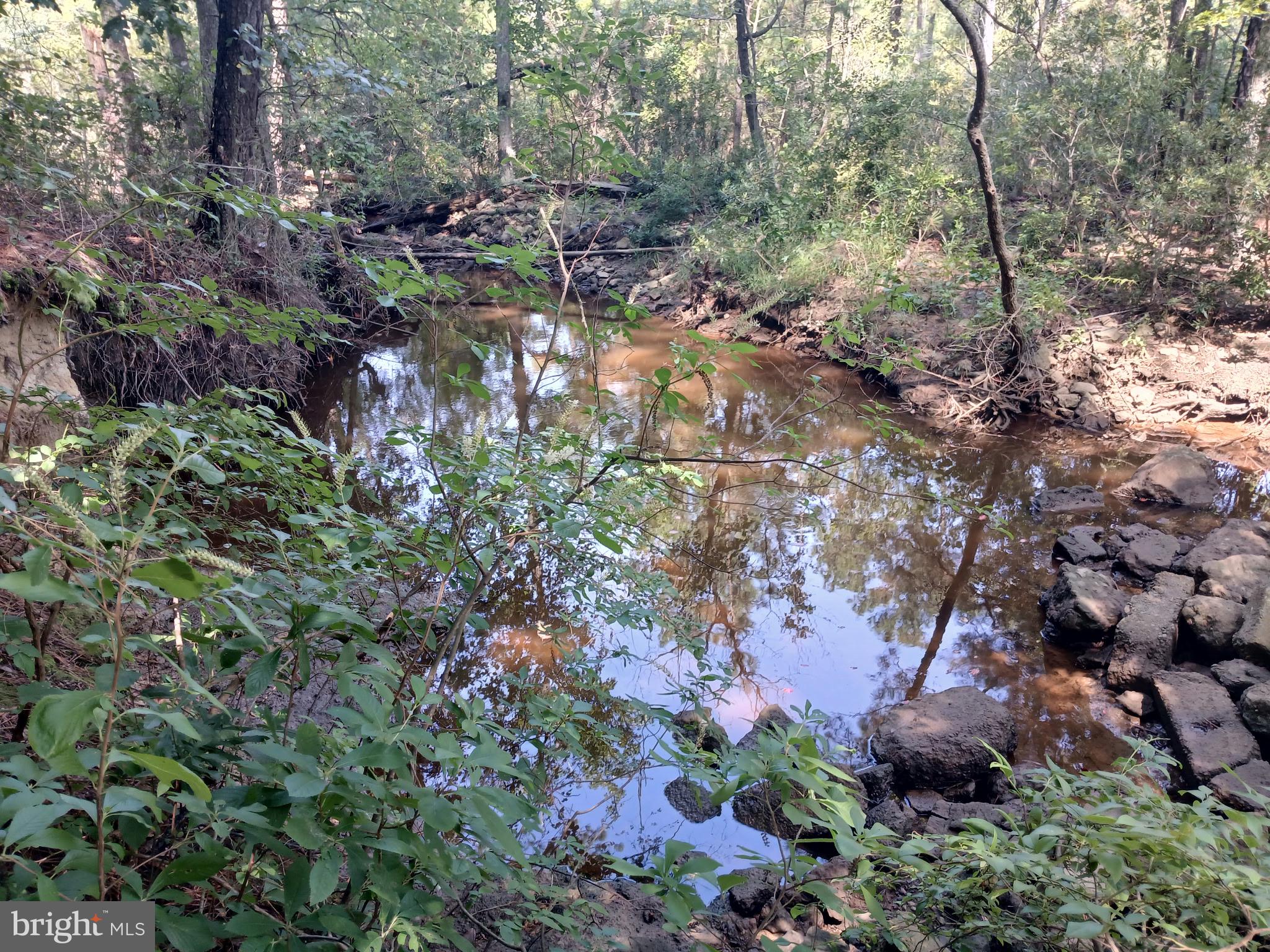 a view of a forest with a tree