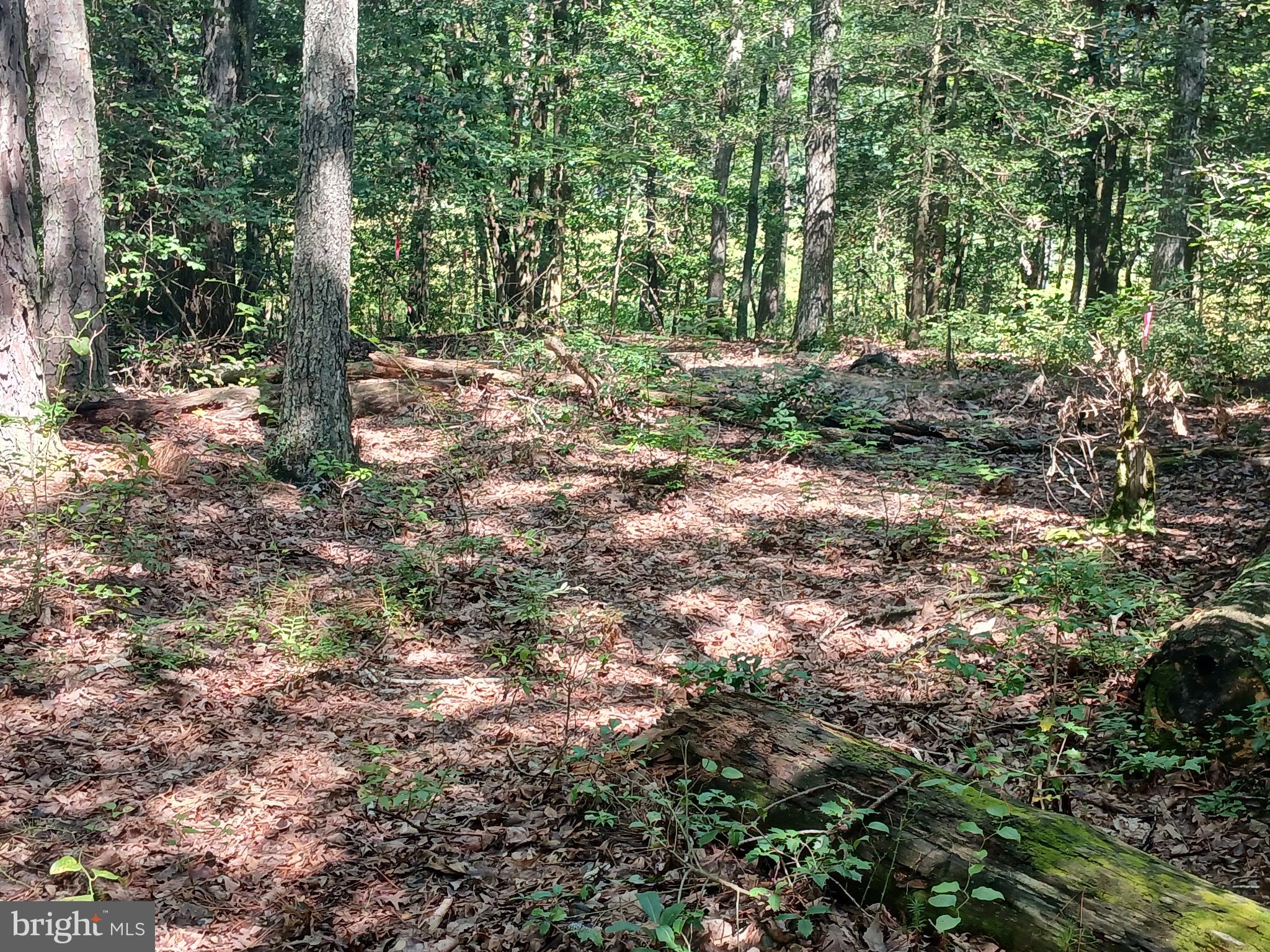 19921 Tower Hill Road Leonardtown, MD 20650 - Photo 12 of 13 a view of a forest with trees