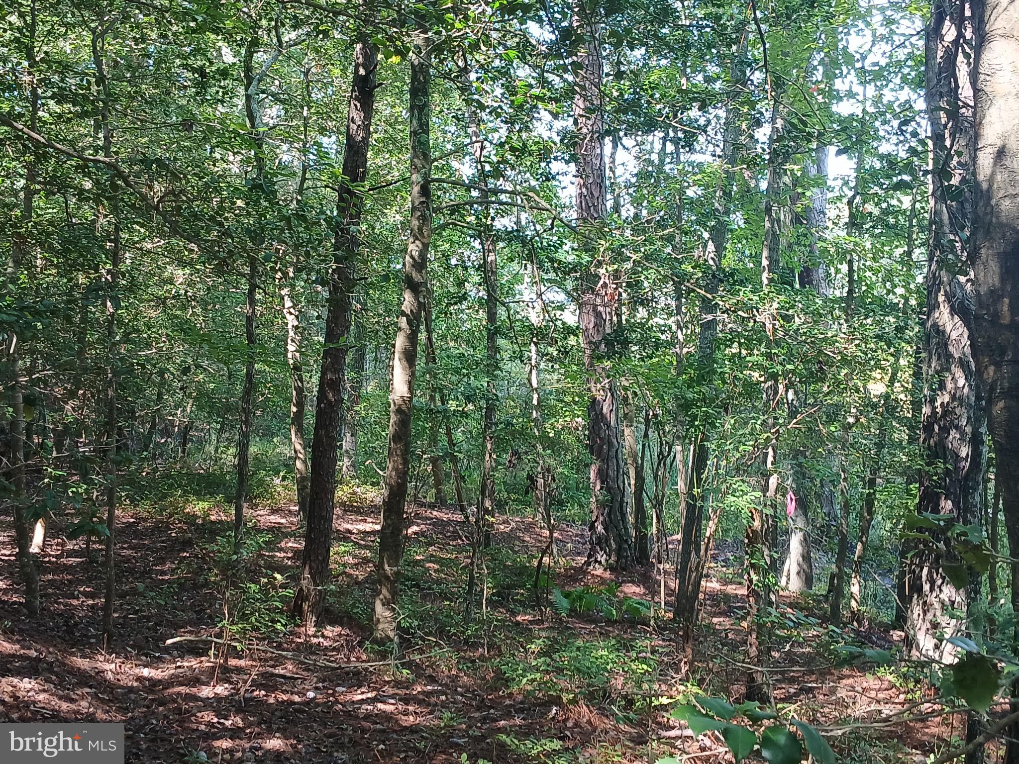 19921 Tower Hill Road Leonardtown, MD 20650 - Photo 13 of 13 a view of forest