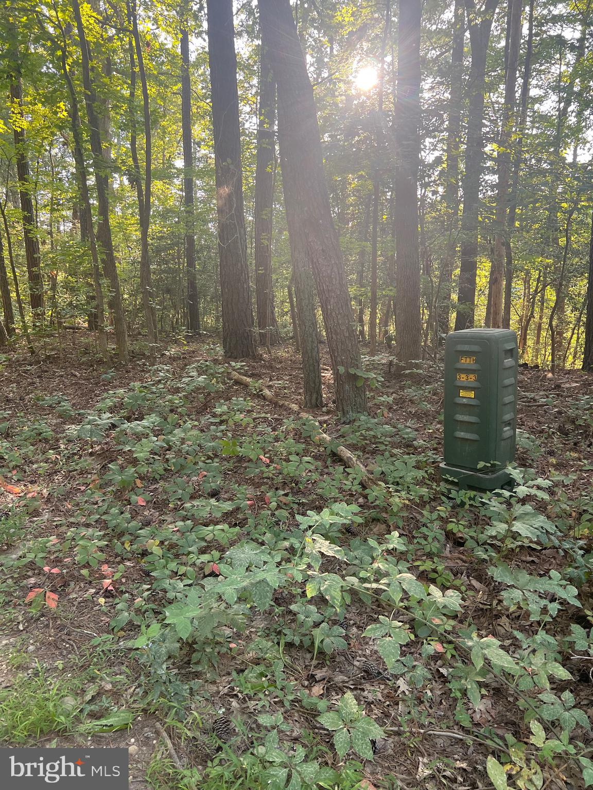19921 Tower Hill Road Leonardtown, MD 20650 - Photo 3 of 13 a view of a large yard with lots of green space