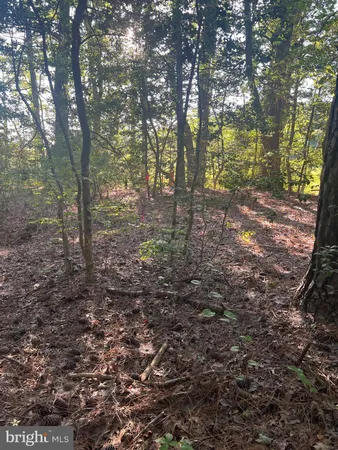 a view of a forest with trees