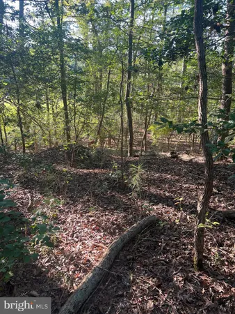 a view of a forest with trees