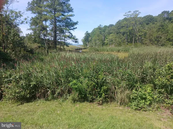 a view of a lush green forest with lots of trees