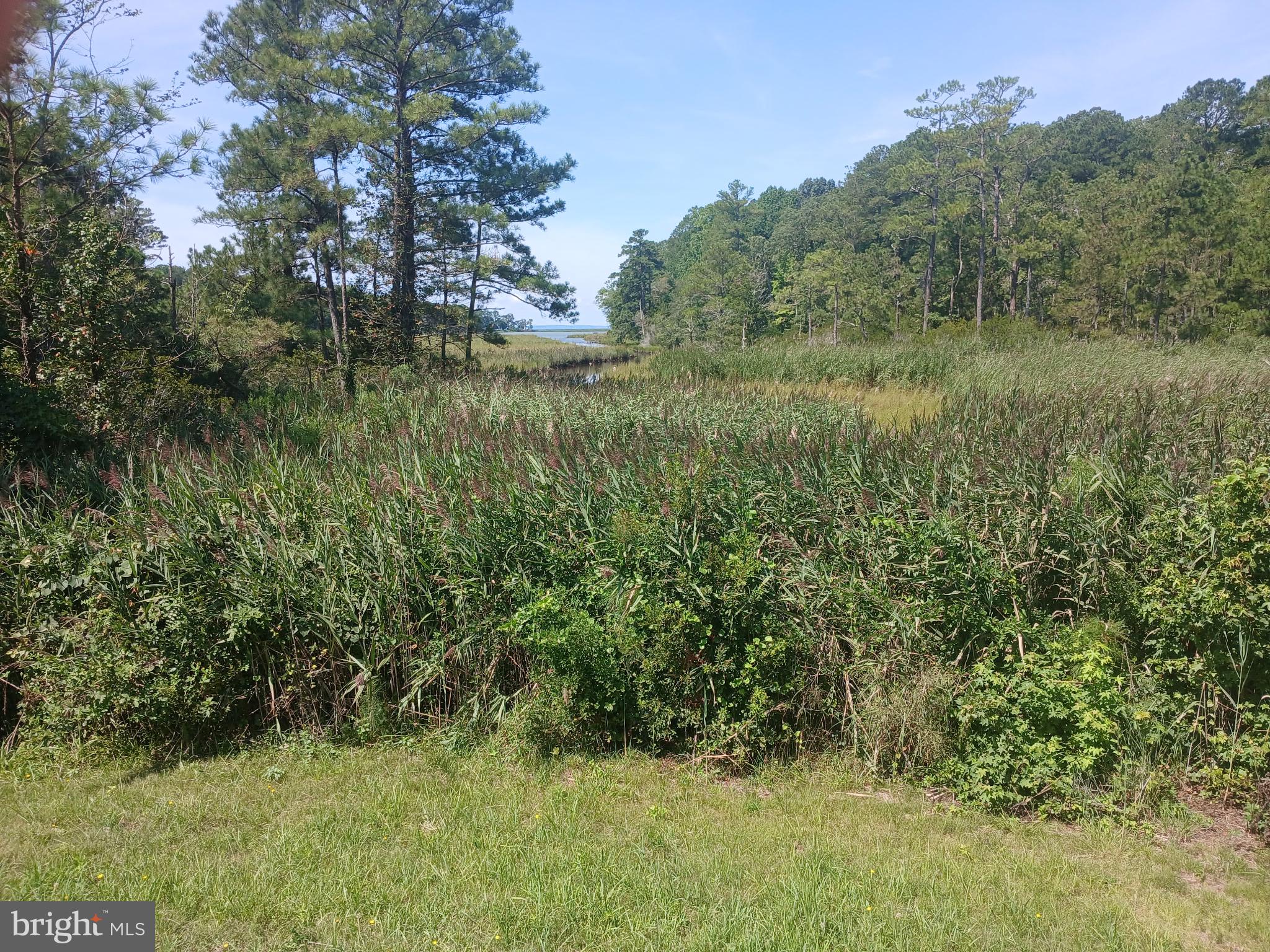 19921 Tower Hill Road Leonardtown, MD 20650 - Photo 7 of 13 a view of a lush green forest with lots of trees