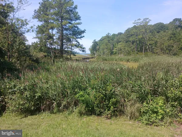 a view of a lush green forest with lots of trees