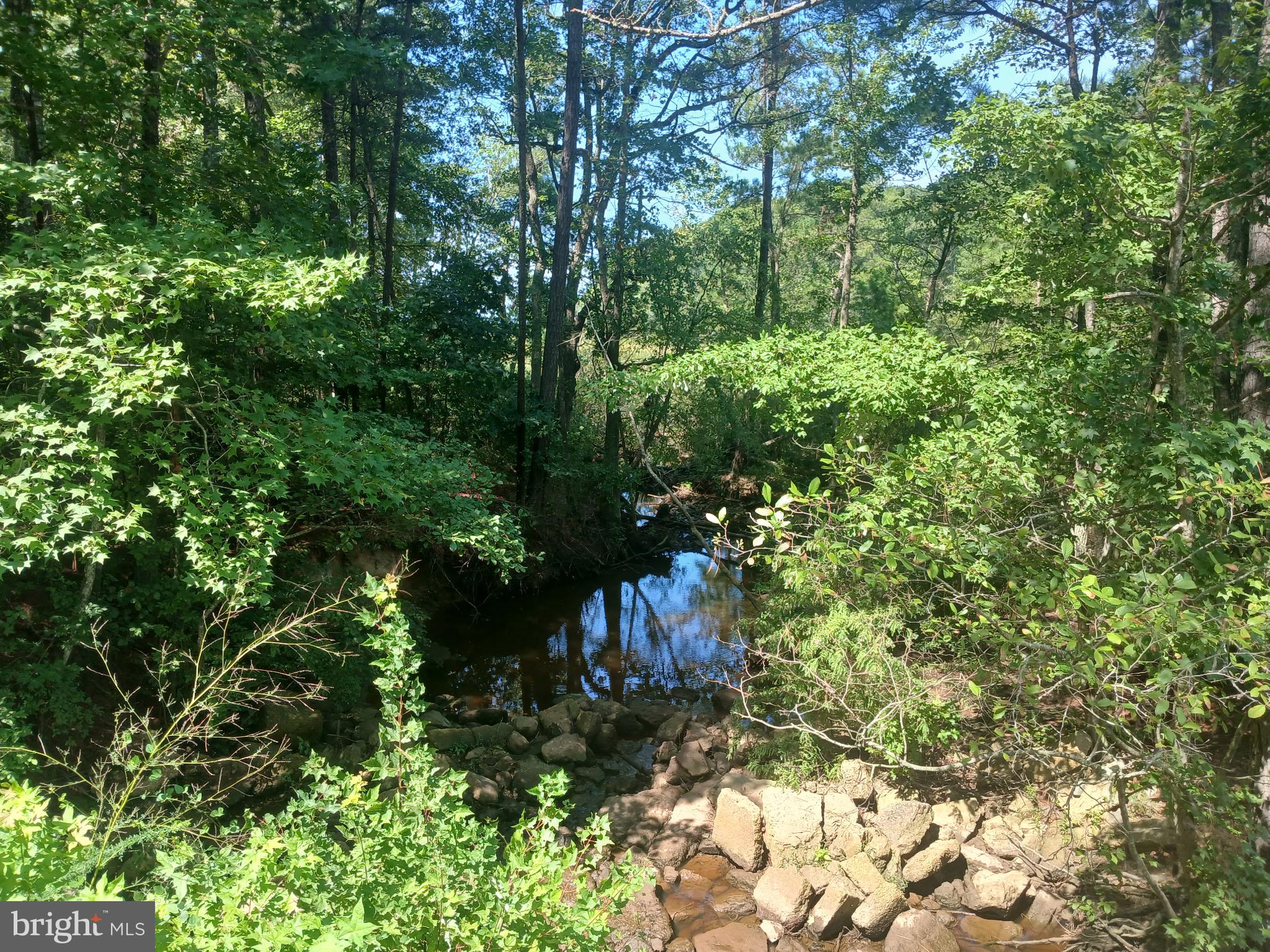 19921 Tower Hill Road Leonardtown, MD 20650 - Photo 9 of 13 a view of a forest with trees
