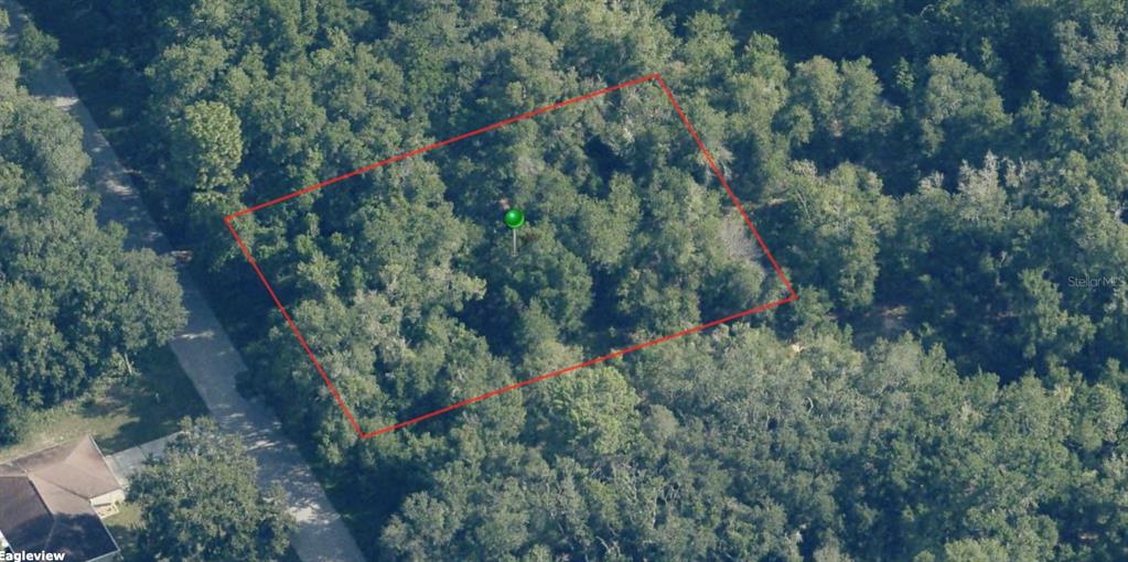 a view of a forest with a tree