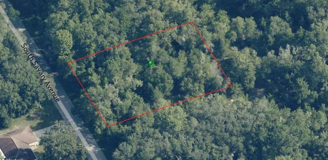 a view of a forest with a tree