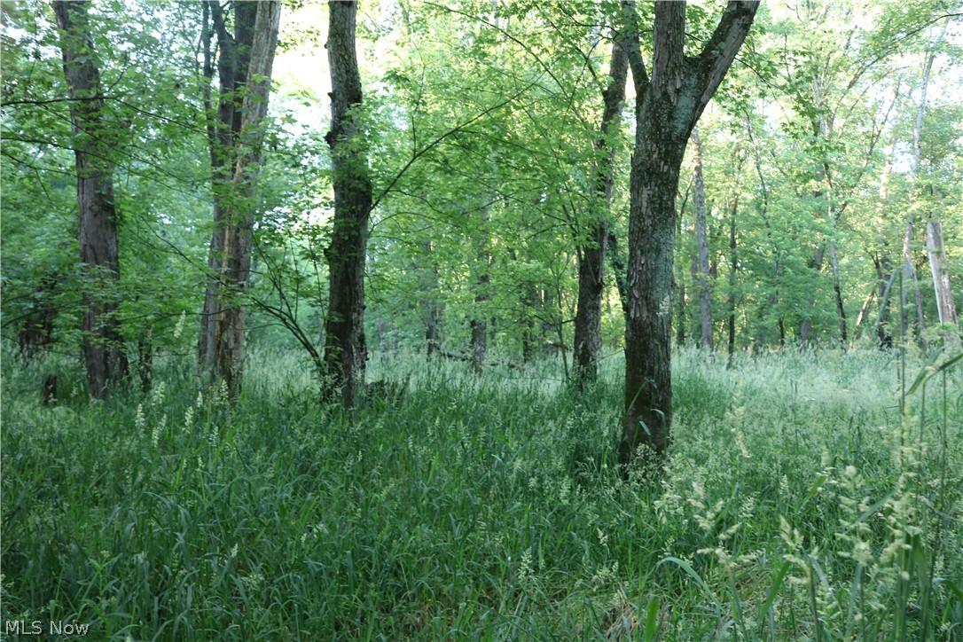 Walnut Creek Bottom Road Dundee, OH 44624 - Photo 3 of 15 Gallery Image 3