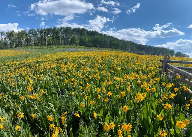 a view of lake with green space