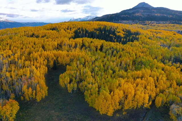 a view of an outdoor space and a yard