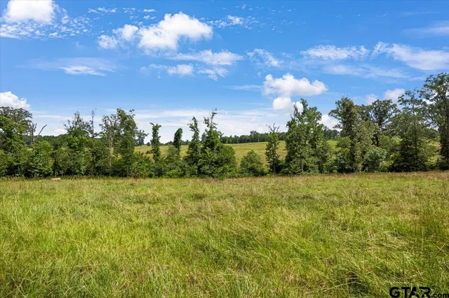 a view of a big yard with plants and large trees