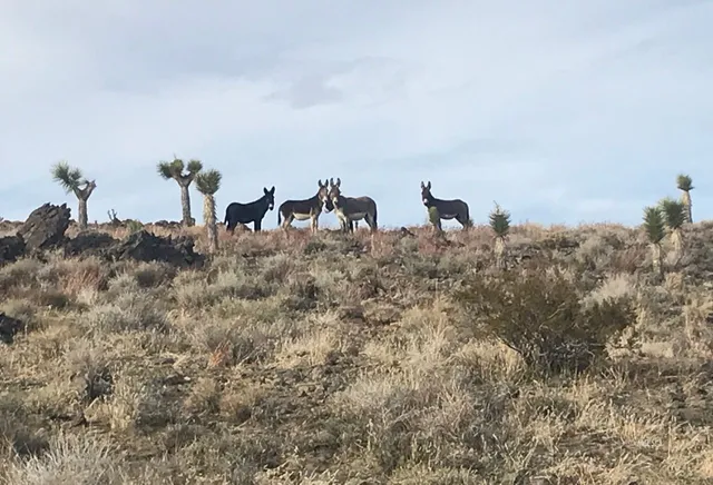 $259,000 | 220 East Fulton Street, Darwin, CA 93522