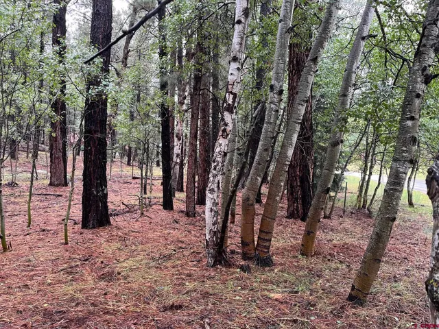 a backyard of a house with lots of trees