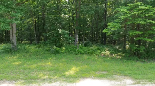 a view of a lush green forest
