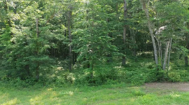a view of a lush green forest