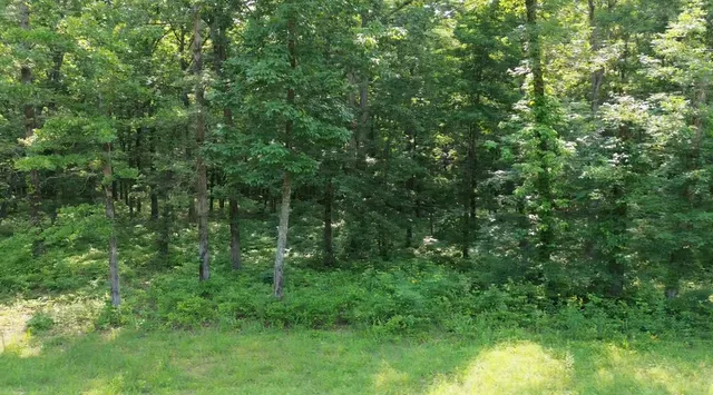 a view of a lush green forest