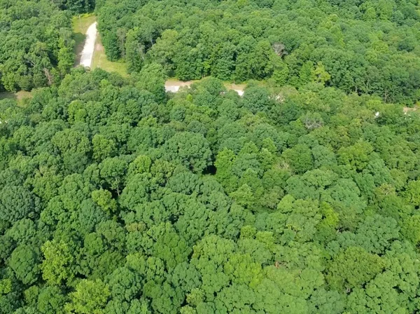 a view of a lush green forest with lots of trees