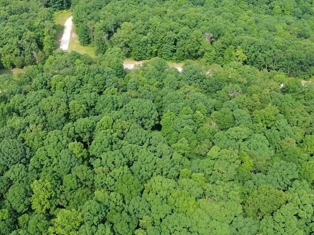 a view of a lush green forest with lots of trees