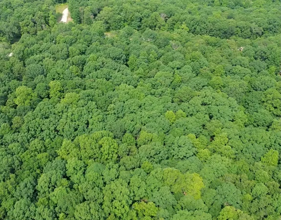 a view of a green field with lots of bushes