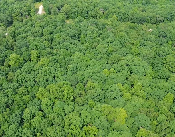 a view of a green field with lots of bushes