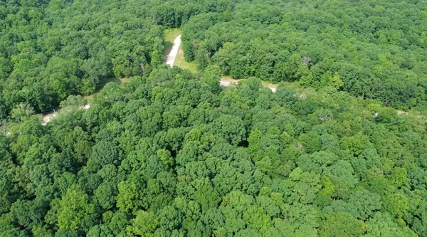 a view of a lush green forest with lots of trees