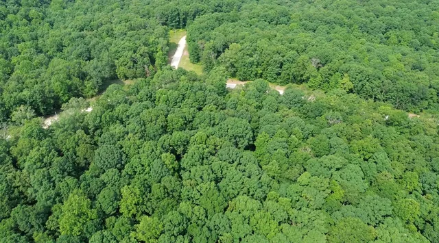a view of a lush green forest with lots of trees