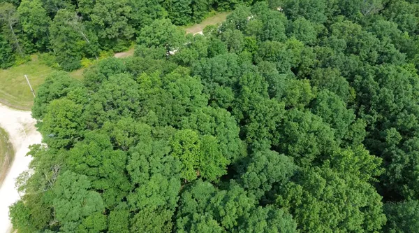 a view of a lush green forest