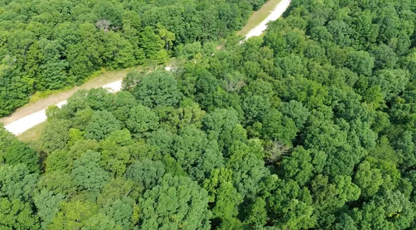 a view of a lush green forest