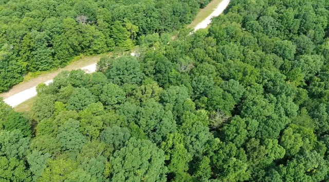 a view of a lush green forest