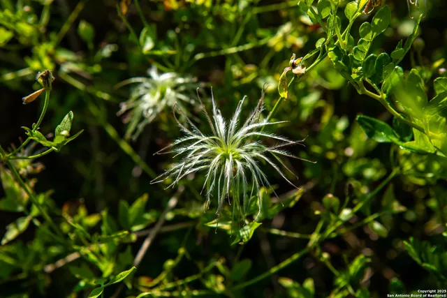 a view of a yard with plants and large trees