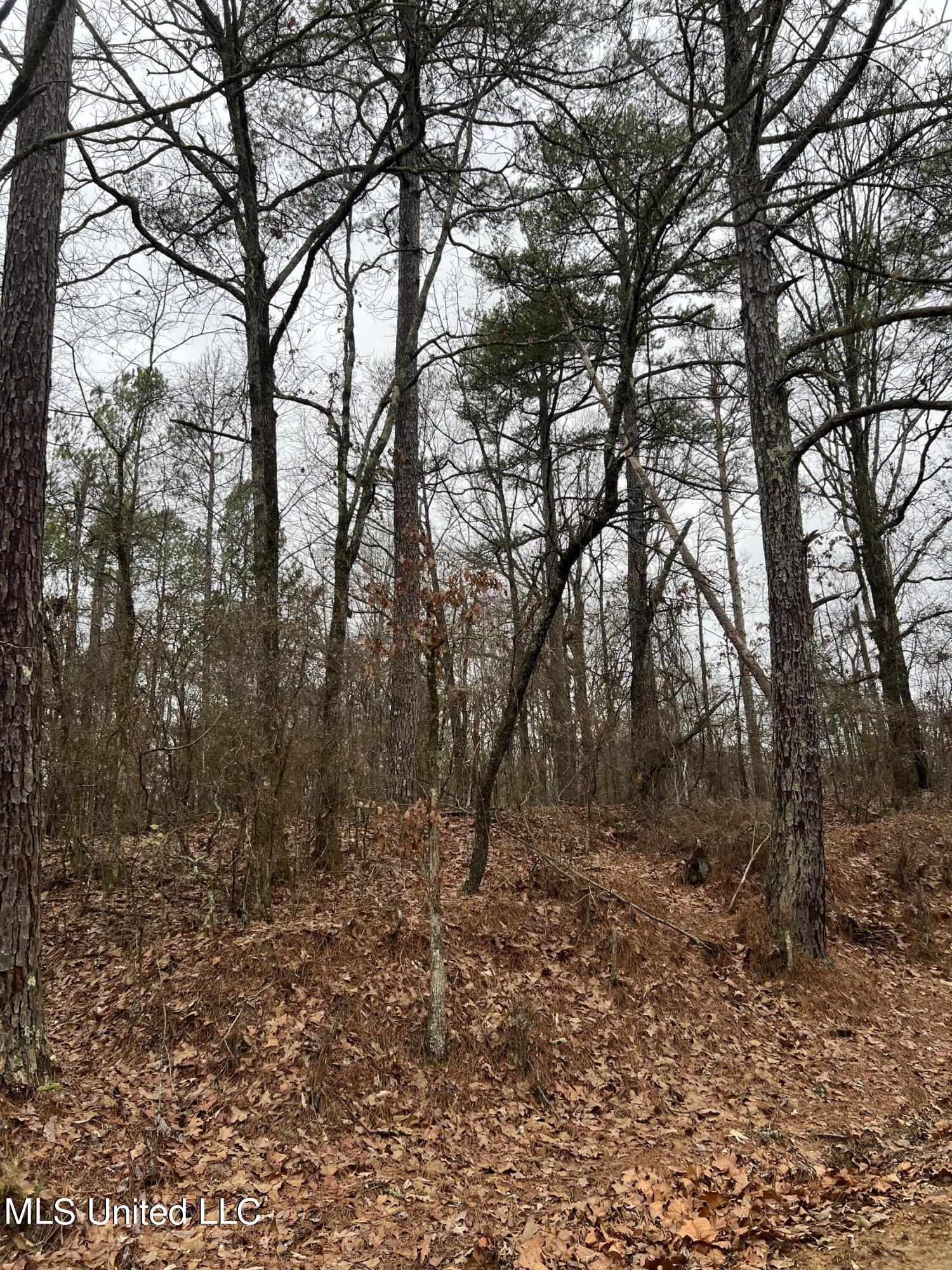 Sand Hill Road West, MS 39192 - Photo 1 of 5 Image 1