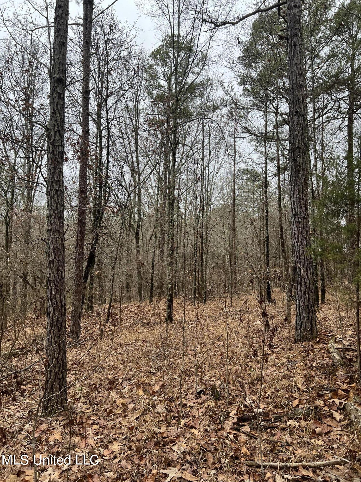 Sand Hill Road West, MS 39192 - Photo 4 of 5 Image 4