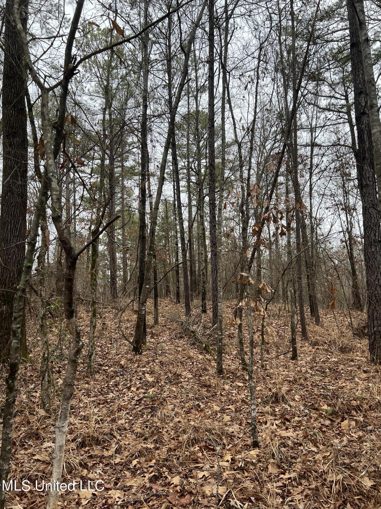 Sand Hill Road West, MS 39192 - Photo 5 of 5 Image 5