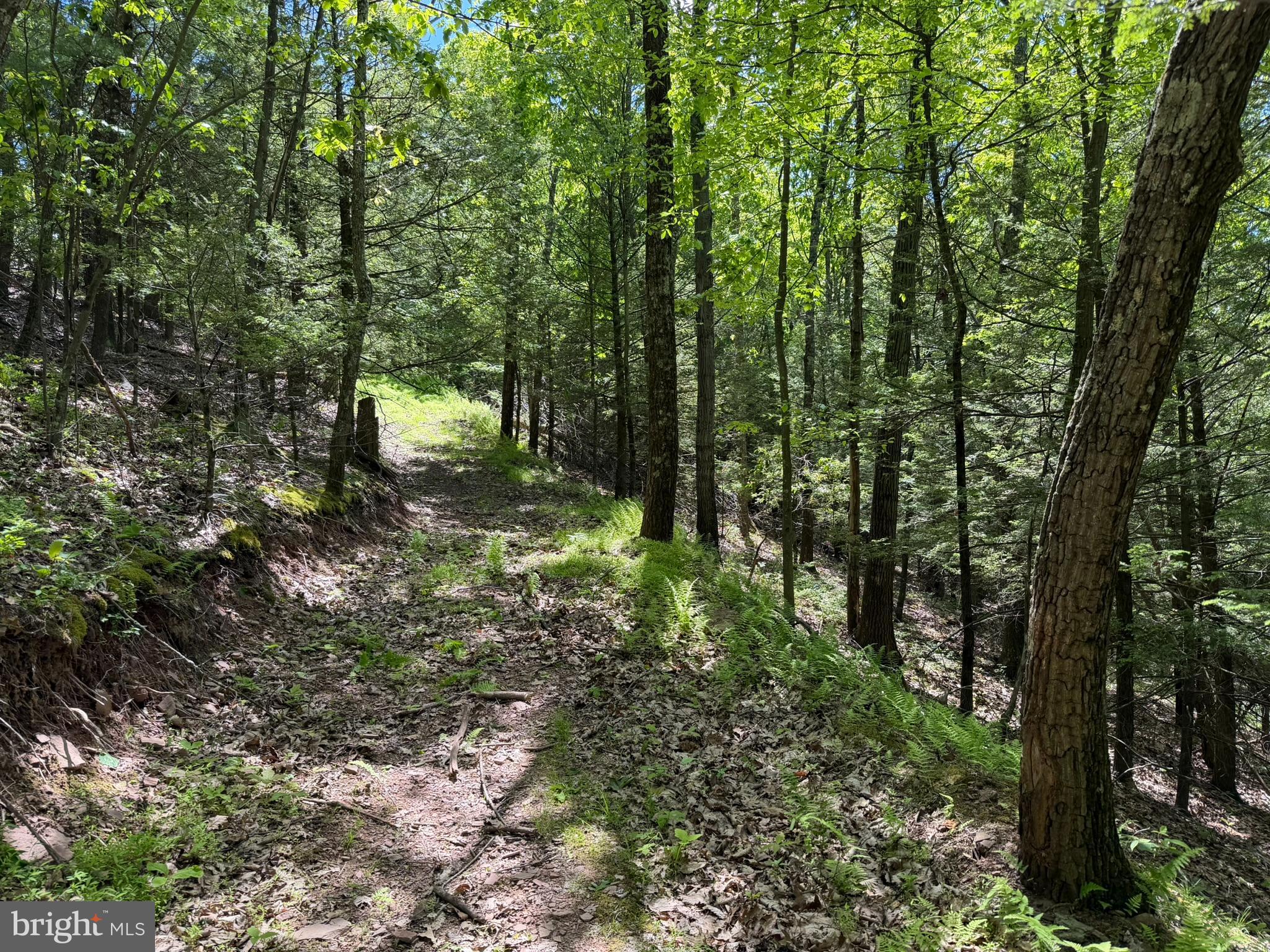 580 Fairview Road Howard, PA 16841 - Photo 10 of 100 a view of a forest