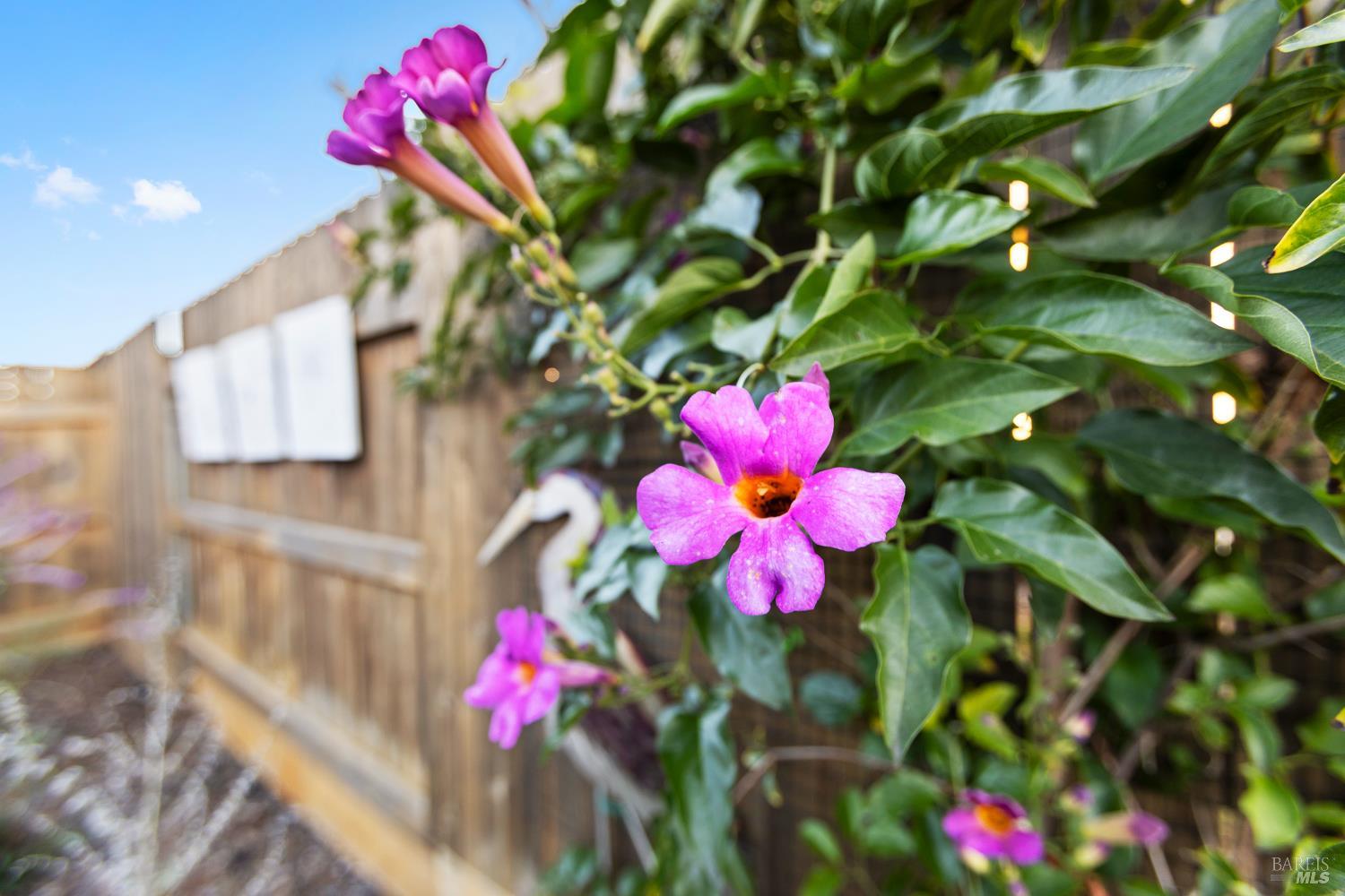 2080 Revival Lane Rio Vista, CA 94571 - Photo 7 of 40 a view of a flower