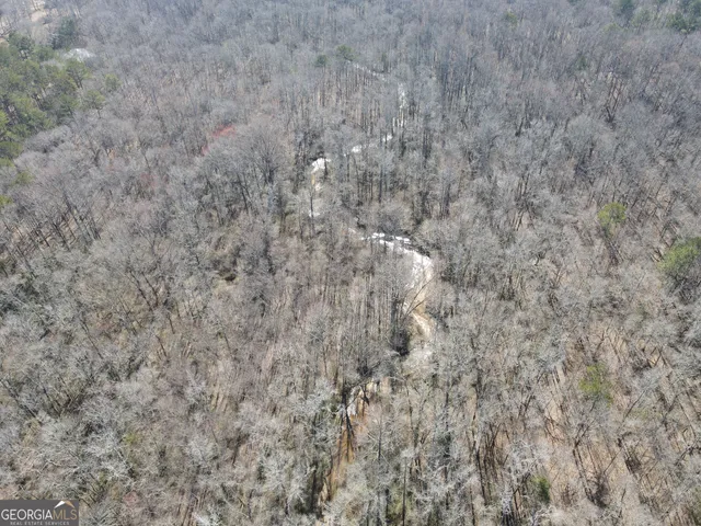 a view of a forest with a dry background