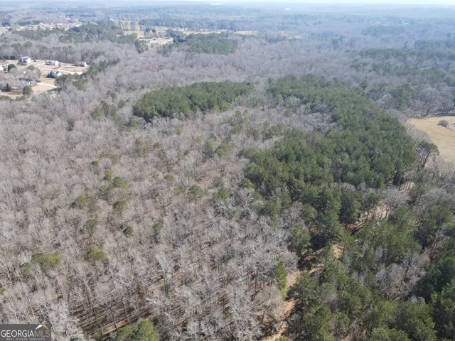 a close up of a plant in a garden