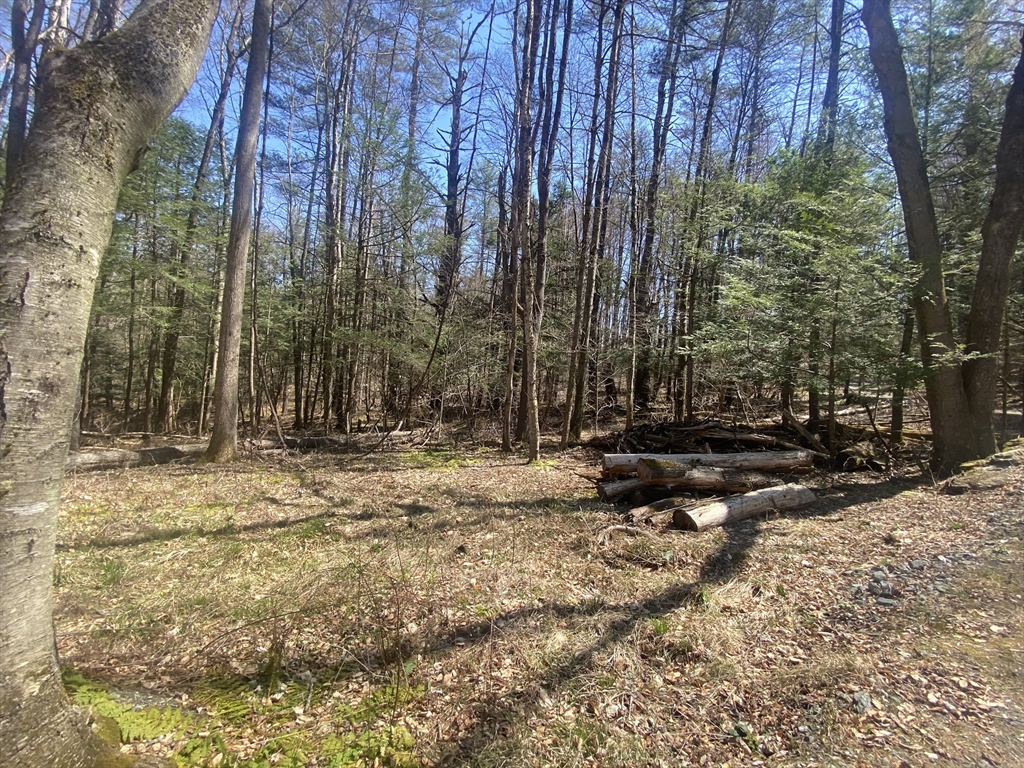 0 Schaefer Way Charlemont, MA 01339 - Photo 3 of 16 a view of a yard with trees